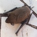 Rufous Dog-faced Bat - Photo (c) ruben barquez, some rights reserved (CC BY-NC), uploaded by ruben barquez