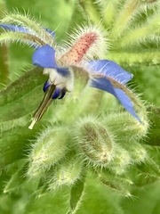 Borago