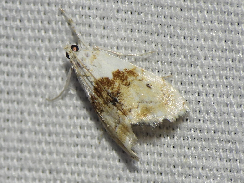 Brown-banded Lipocosma Moth
