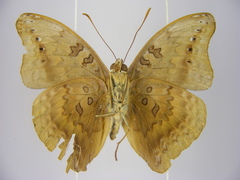 Euryphura