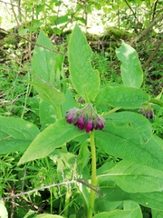 Symphytum officinale