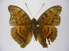 Euryphura