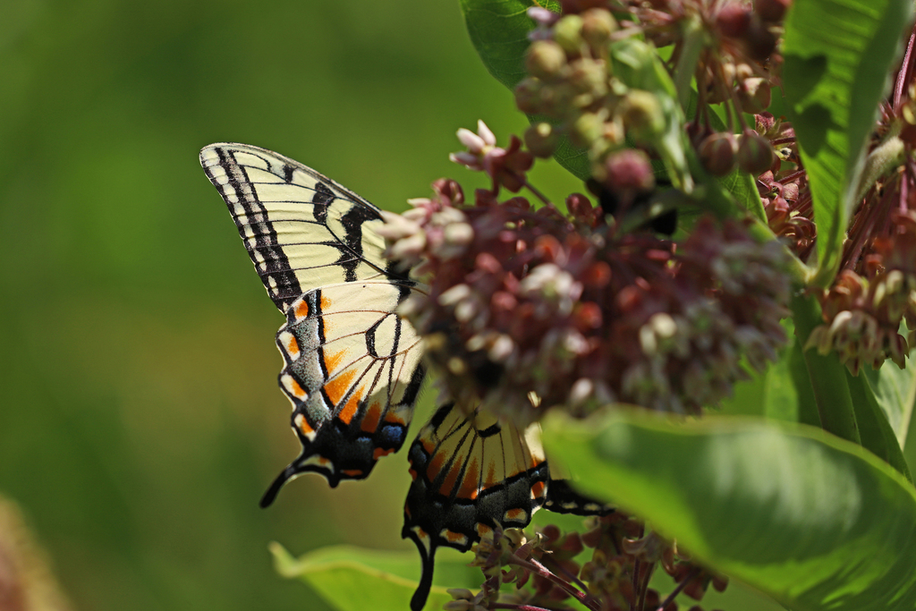 Appalachian Tiger Swallowtail from Orange County, VA, USA on June 7 ...