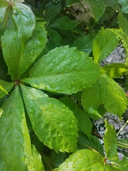 Syringa