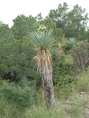 Yucca madrensis