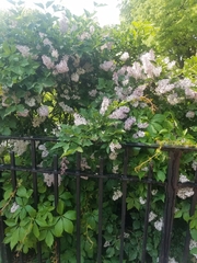 Syringa