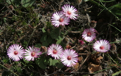 Drosanthemum striatum