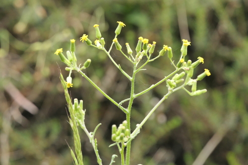 Senecio sylvaticus