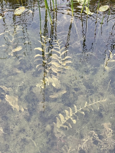 Potamogeton perfoliatus iNat (1)