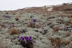 Viola tricolor curtisii