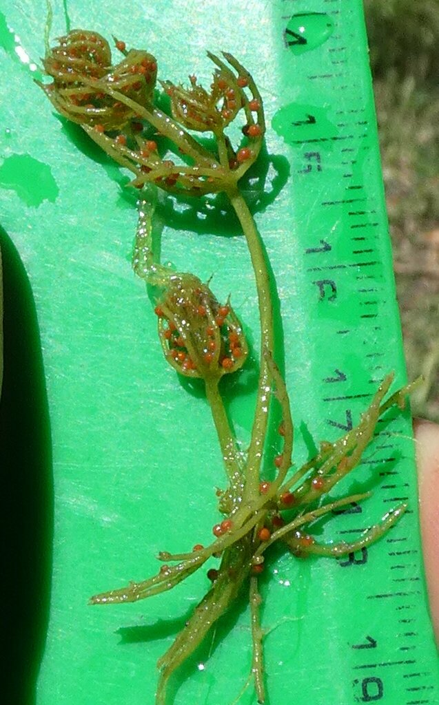 muskgrass from Çivril/Denizli, Türkiye on June 9, 2024 at 01:00 PM by ...