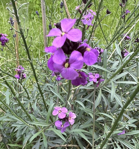 Erysimum linifolium iNat (2)