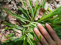 Carex laxiculmis