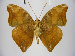 Euryphura isuka