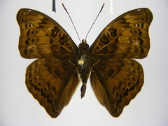 Euryphura isuka