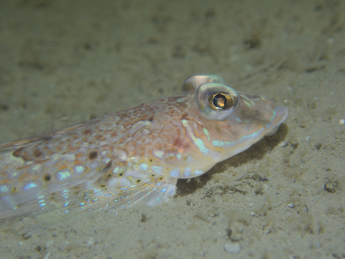 Spotted dragonet (Callionymus maculatus) — Callionymidae — 3