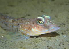 Spotted Dragonet photo 3