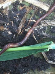 Lumbricus castaneus