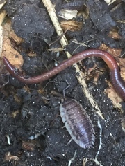 Lumbricus castaneus