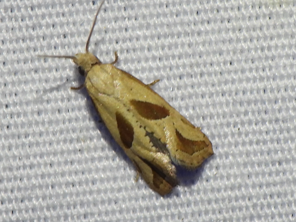 Two-spotted Eugnosta Moth from Harrison County, TX, USA on June 7, 2024 ...