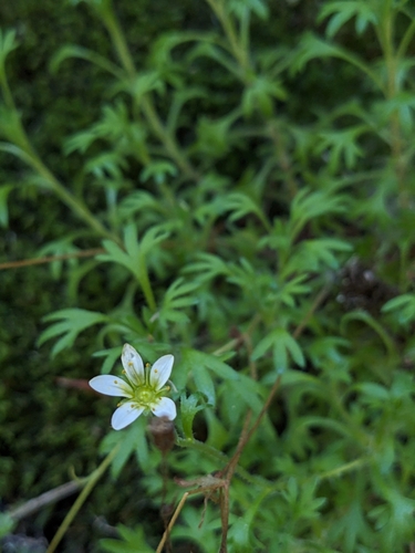 Image of Saxifraga Rosacea (Saxifraga rosacea) by no rights reserved