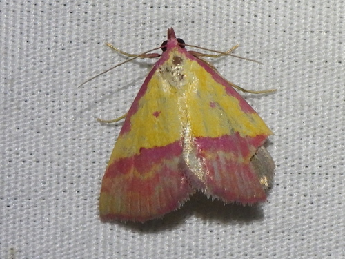 Pink-bordered Yellow photo 3