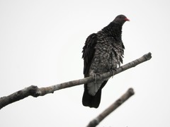 Patagioenas speciosa