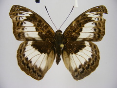 Euryphura isuka