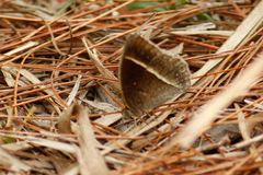 Mycalesis annamitica