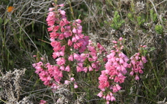 Erica elimensis