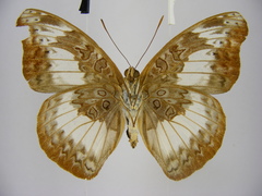 Euryphura isuka
