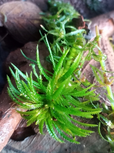 Elodea najas observed 2024-06-10