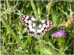 Melanargia lucasi
