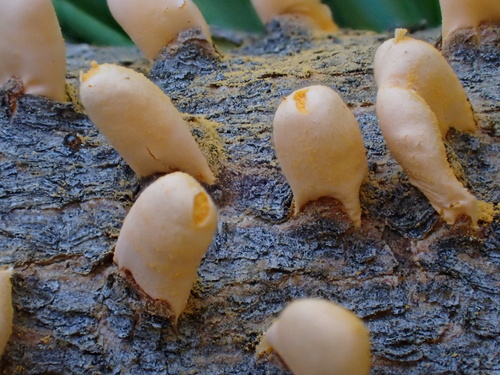 white pine blister rust