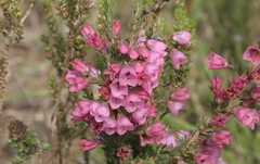 Erica elimensis