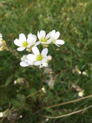 Saxifraga