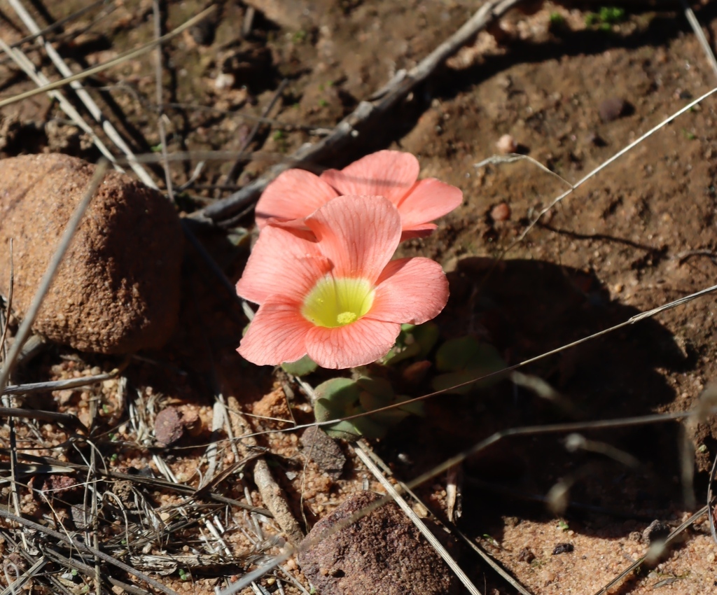 Oxalis pulchella; photograph (c) Tony Rebelo, some rights reserved (CC BY-SA)