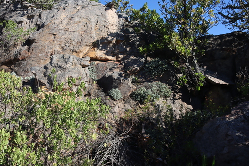 Oscularia piquetbergensis (Oscularia piquetbergensis)