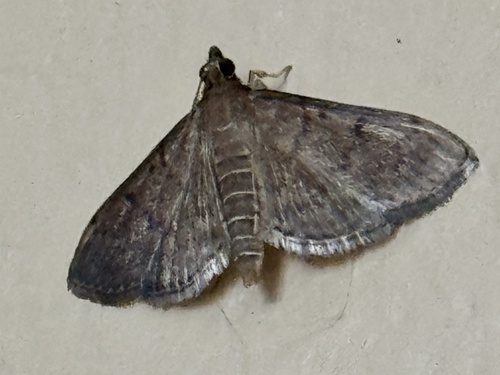 Dusky Herpetogramma Moth photo 4