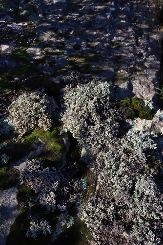 Oscularia piquetbergensis (Oscularia piquetbergensis)