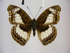 Euryphura isuka