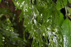 Hymenophyllum flabellatum image