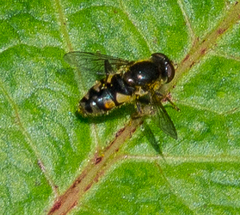 Parhelophilus rex