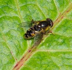 Parhelophilus rex