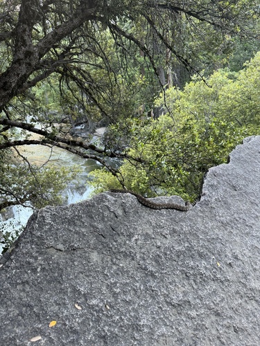 iNaturalist observation photo of Northern Pacific Rattlesnake