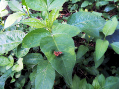 Choreutis amethystodes
