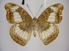 Euryphura isuka