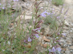 Hedeoma hyssopifolia