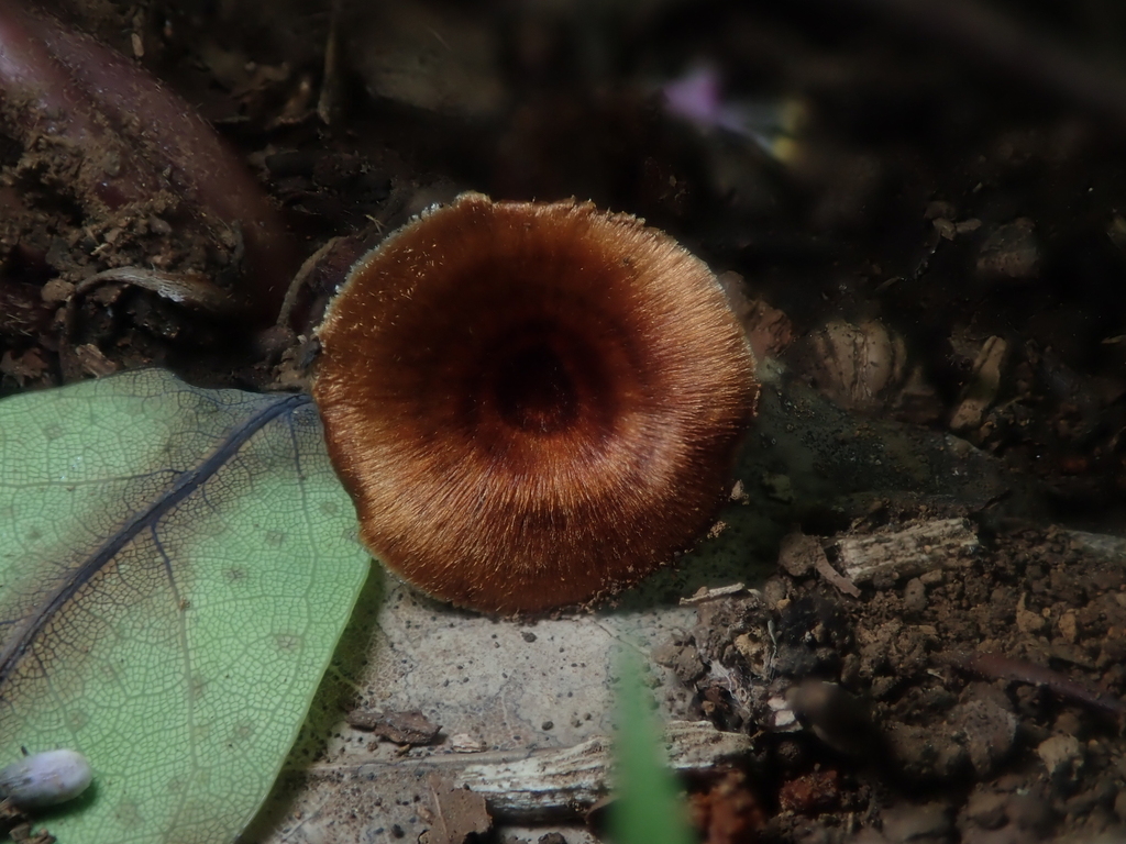 Coltricia cinnamomea