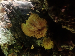 Hypomyces tremellicola